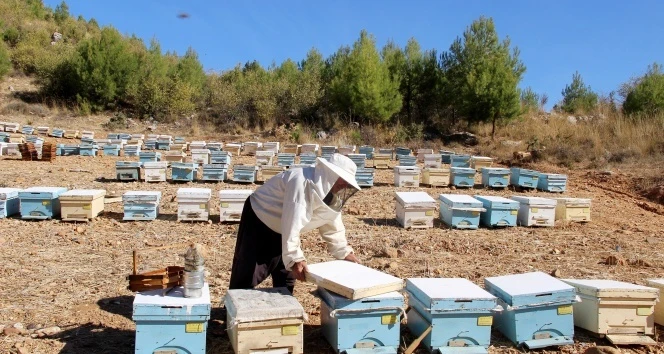 Arılar yok olursa, 4 yılda insanlar da yok olur!