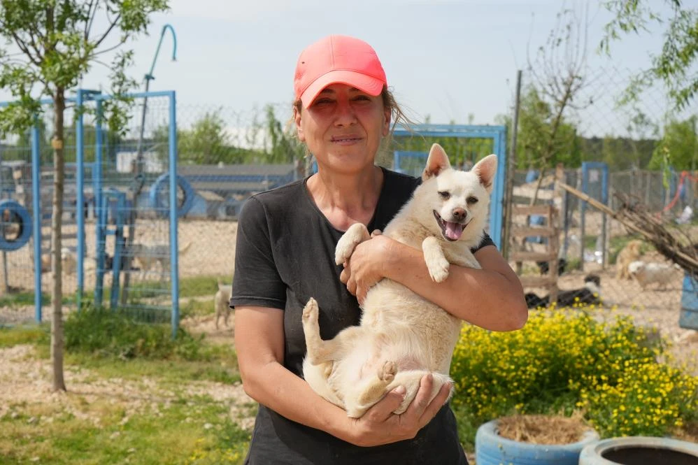 Bursa'da çok sayıda cins köpek yeni yuvalarını arıyor