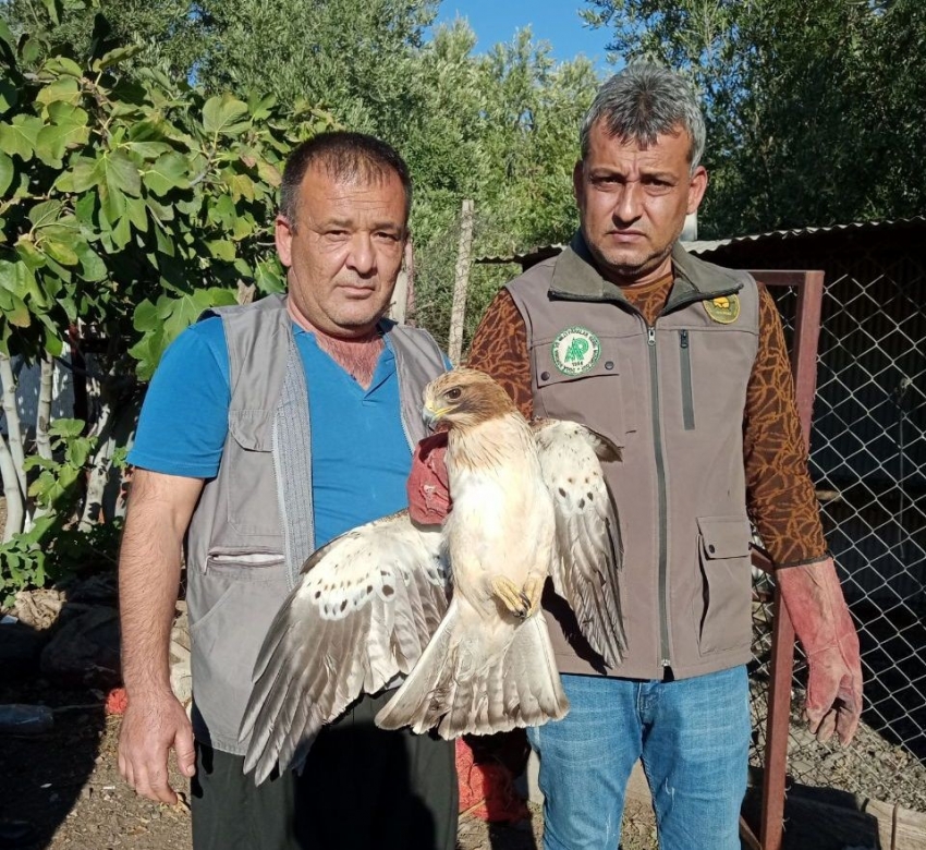 Yaralı kartal tedavi altına alındı