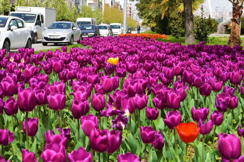 25 türde 405 bin çiçek dikilerek süslenecek