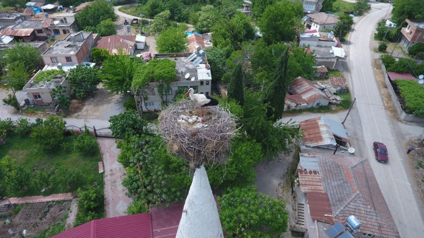 40 yıldır aynı caminin minaresine yuva yapıyorlar