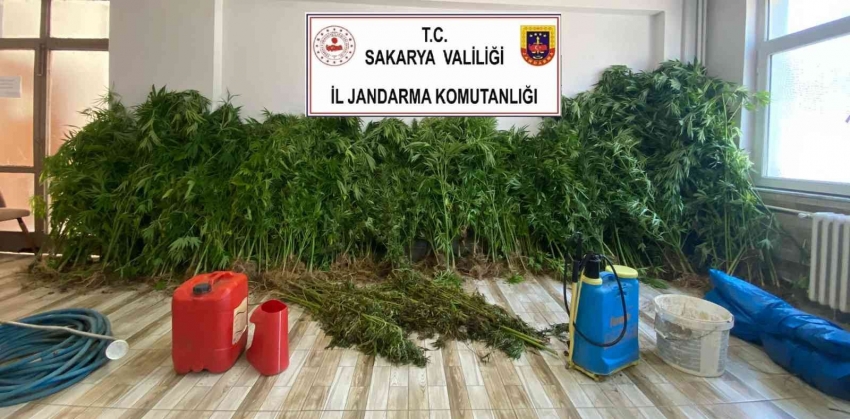 Fındık bahçesini uyuşturucu tarlasına çevirmişlerdi, jandarma yakaladı