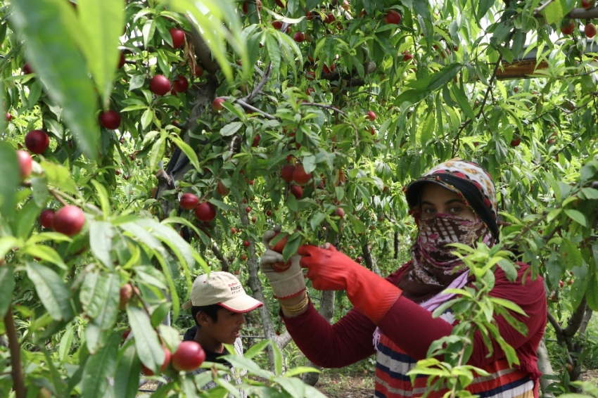 Şeftalide hasat başladı, çiftçi fiyatlardan yakındı