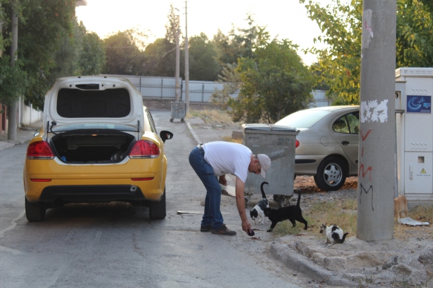 Hayvansever taksiciden insanlık dersi