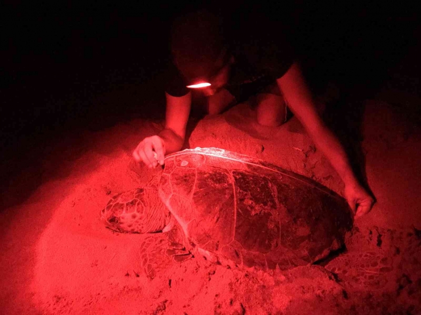 Kaplumbağaların varlığı deniz suyunun temiz olduğunu gösteriyor