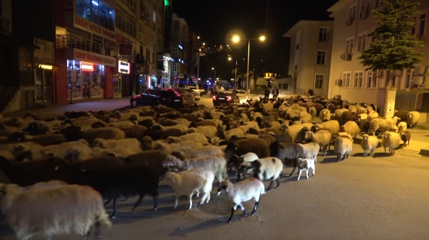 Yüzlerce koyun şehir merkezinden geçti