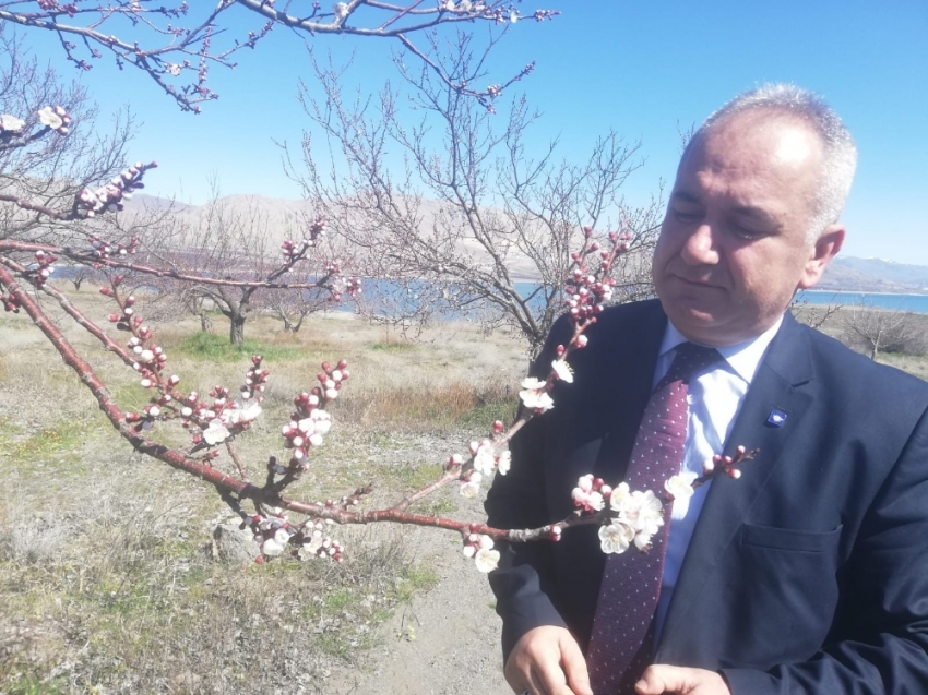 Kayısıda ilk çiçeklenme başladı