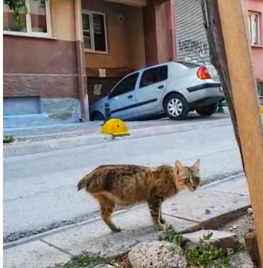 Bacağı ve kuyruğu olmayan kediyi tedavi ettirip yeni yuva buldular