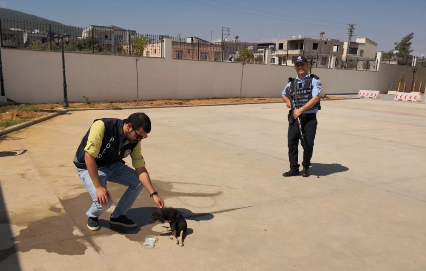 Polislerden yaralı köpeğe şefkat eli