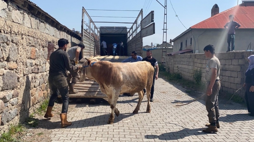 Kurbanlıklar korona gölgesinde yola çıkmaya başladı