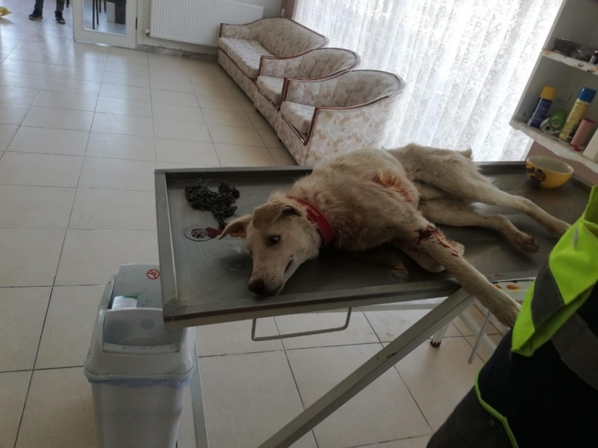 Bilecik’te tüfekle vurulan köpek tedavi altına alındı