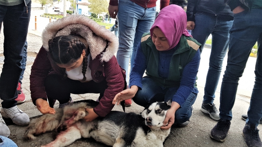 Otomobili ile çarptığı köpeğin başında dakikalarca bekledi