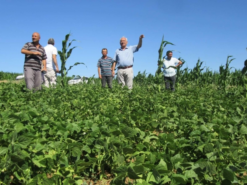 Arpa ve buğday harmanda, fasulye ile mısır tarlada