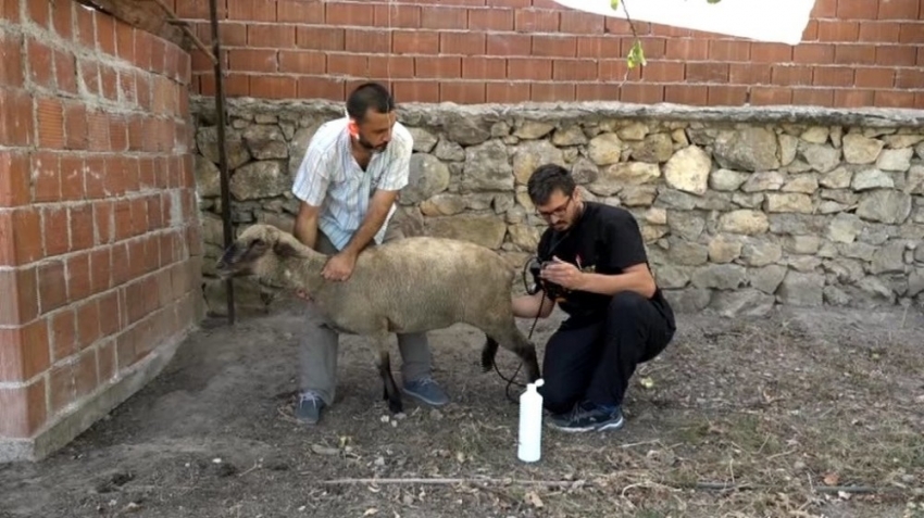 Hayvanlarda gebelik kontrolü artıyor