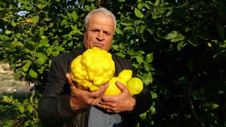 1 kiloyu geçen sıra dışı büyüklükte bergamot yetiştirdi
