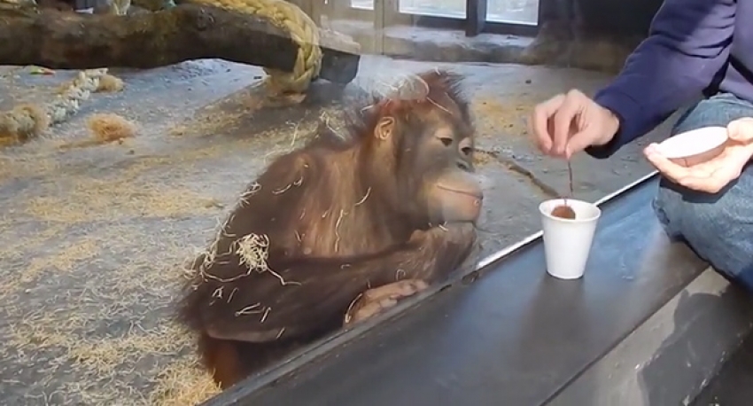 Sihir numarası orangutanı kahkaha krizine soktu! 