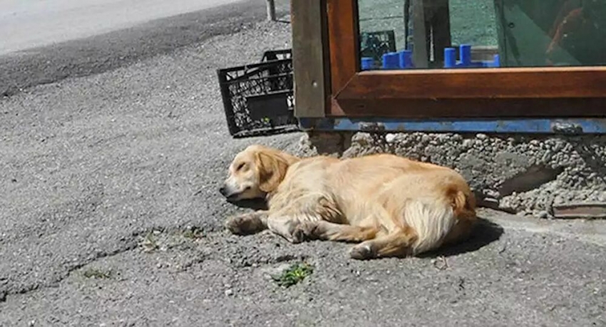 Tüm Türkiye'nin konuştuğu köpek kayıp!