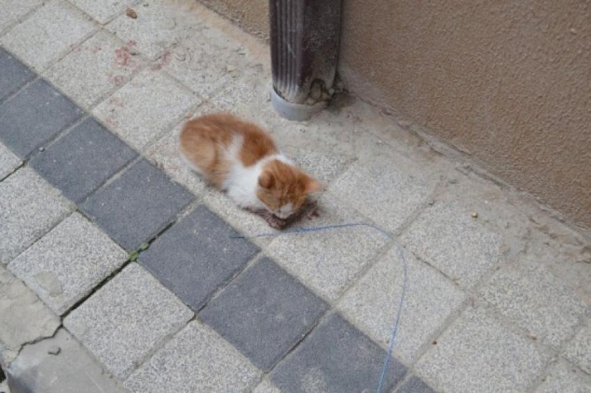 Yaralı kediye duyarlı vatandaşlar sahip çıktı