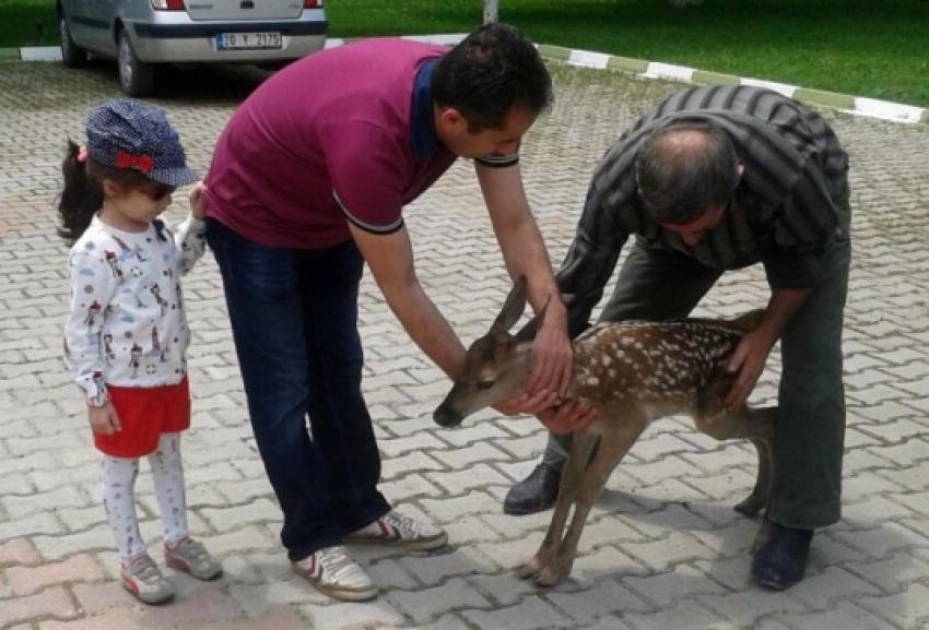 10 günlük geyik yavrusuna vatandaş sahip çıktı