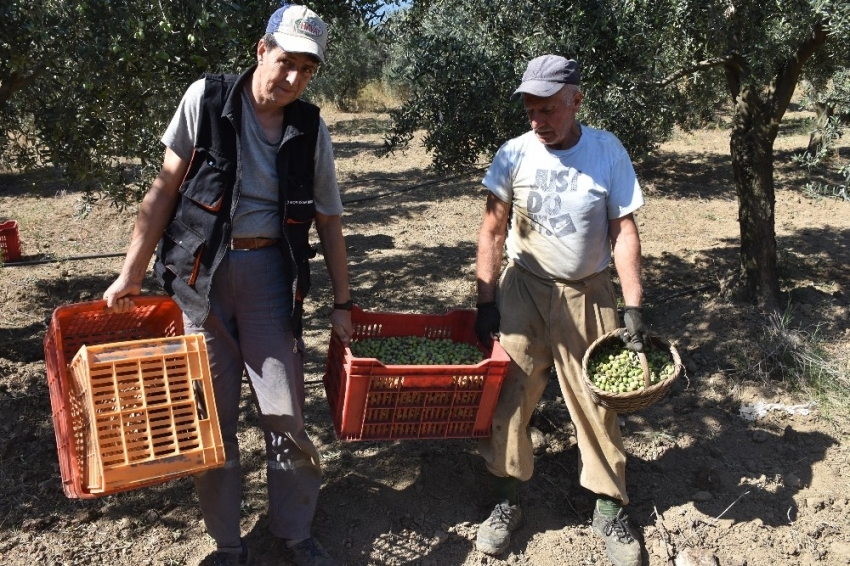 Gemlik Belediyesi'nden zeytin üreticine destek