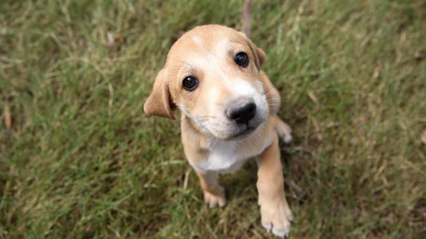 Köpekler sahiplerine kavuşunca mutluluktan ağlıyor