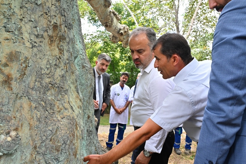 Bursa'nın asırlık çınar ağaçları bakım altında