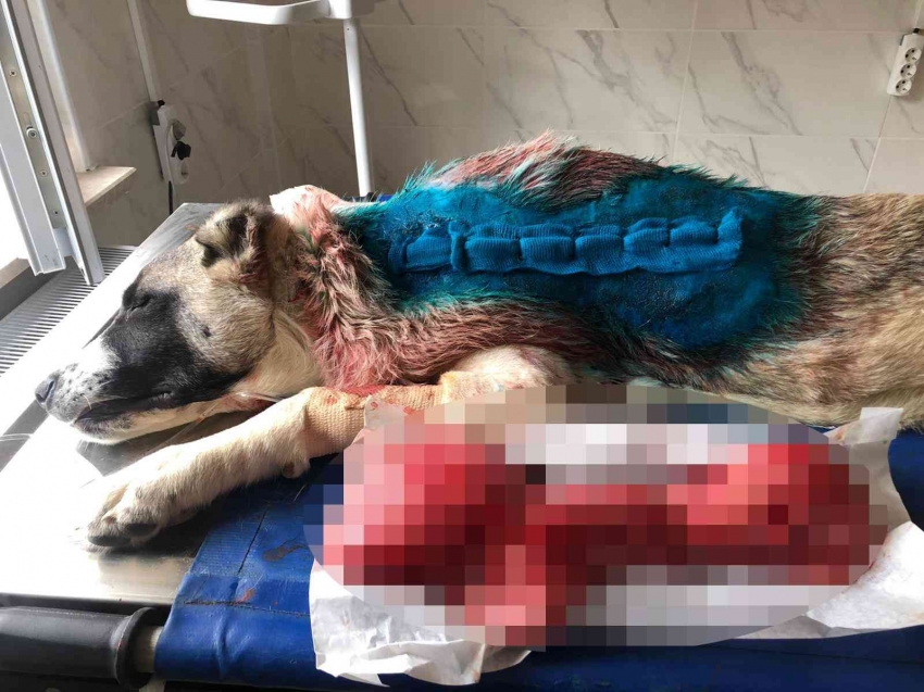 Kangal cinsi köpeğin sırtından 4 kilogram tümör çıktı