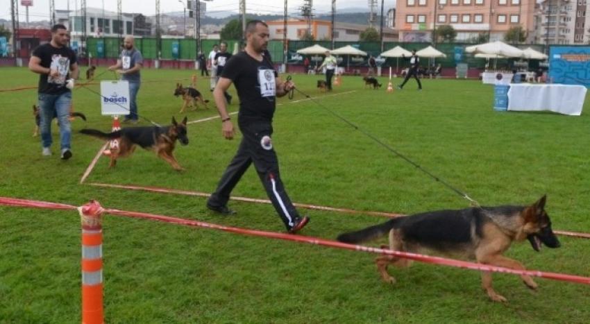 Alman çoban köpekleri hünerlerini sergiledi