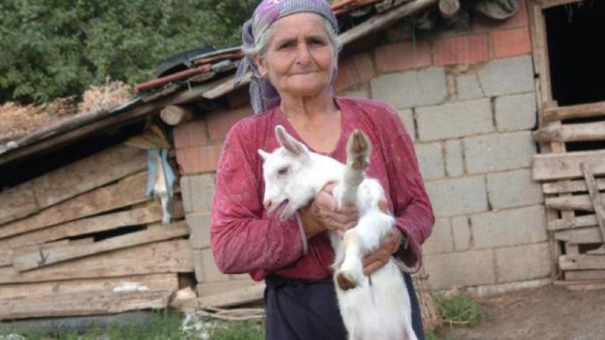 13 günlük oğlak süt verdi