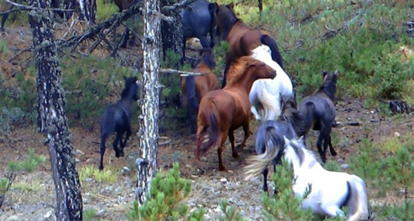 Osmanlı’dan kalma yılkı atları görüldü