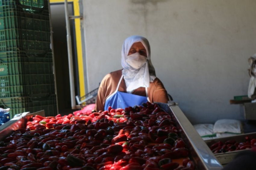 Avrupa'nın vazgeçemediği Bursa salçası