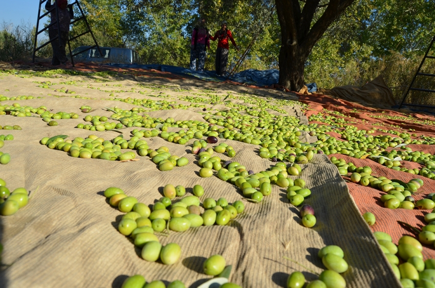 Türk zeytin ihracatçısı kan kaybediyor