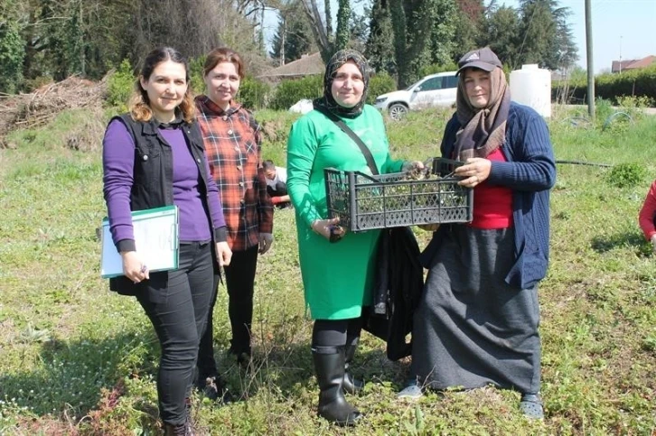 150 bin adet dağ çileği fidesi üreticilere dağıtıldı
