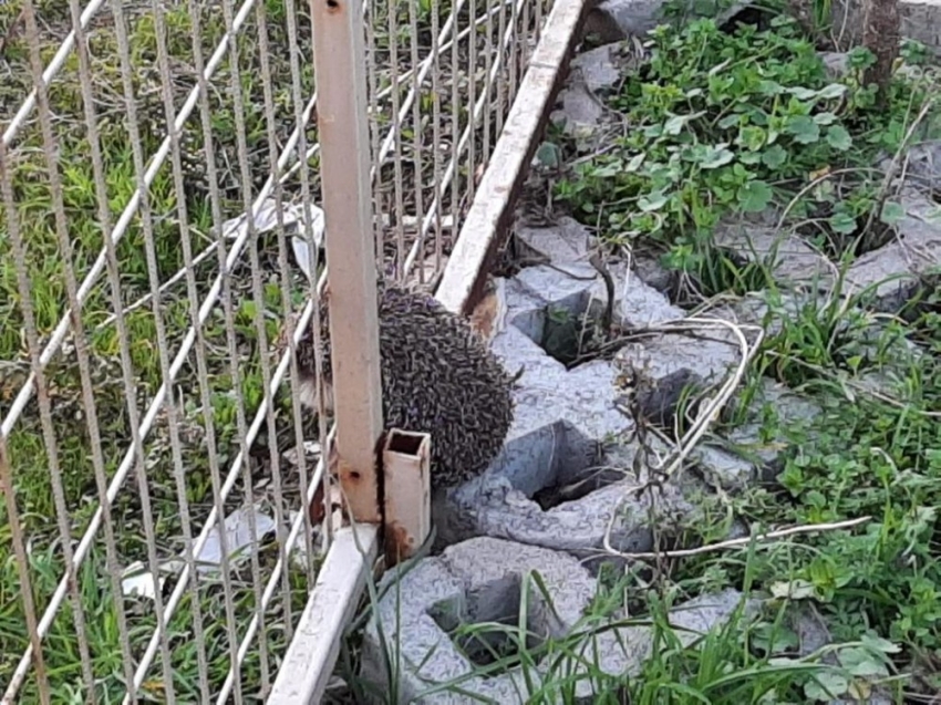 Tel örgüye sıkışan kirpi kurtarıldı