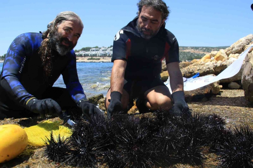 Akdeniz’de dikenli zehirli deniz kestanesi istila hızı yüzde 108