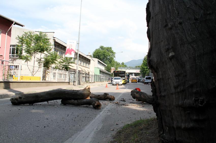 Bursa'da asırlık çınar  faciaya neden oluyordu!