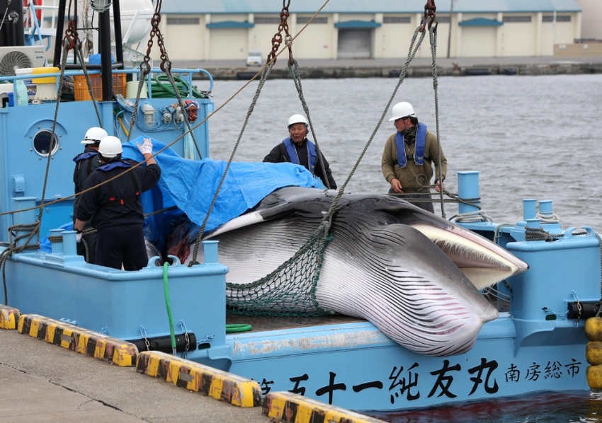 Japonya 31 yıl aradan sonra ticari balina avcılığına başladı