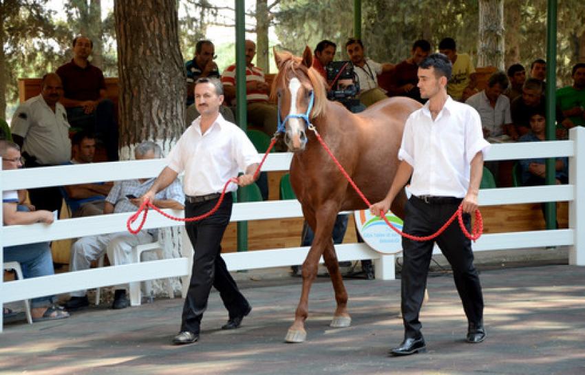 Karacabey'de 230 bin liraya tay satıldı