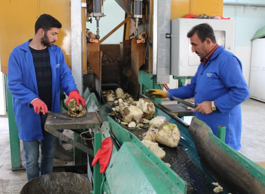 Pancarın “tatlı” yolculuğu başladı