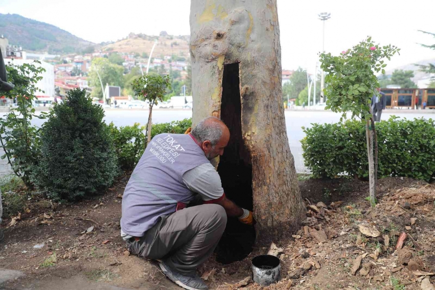 Yarım asırlık çınar bakıma alındı