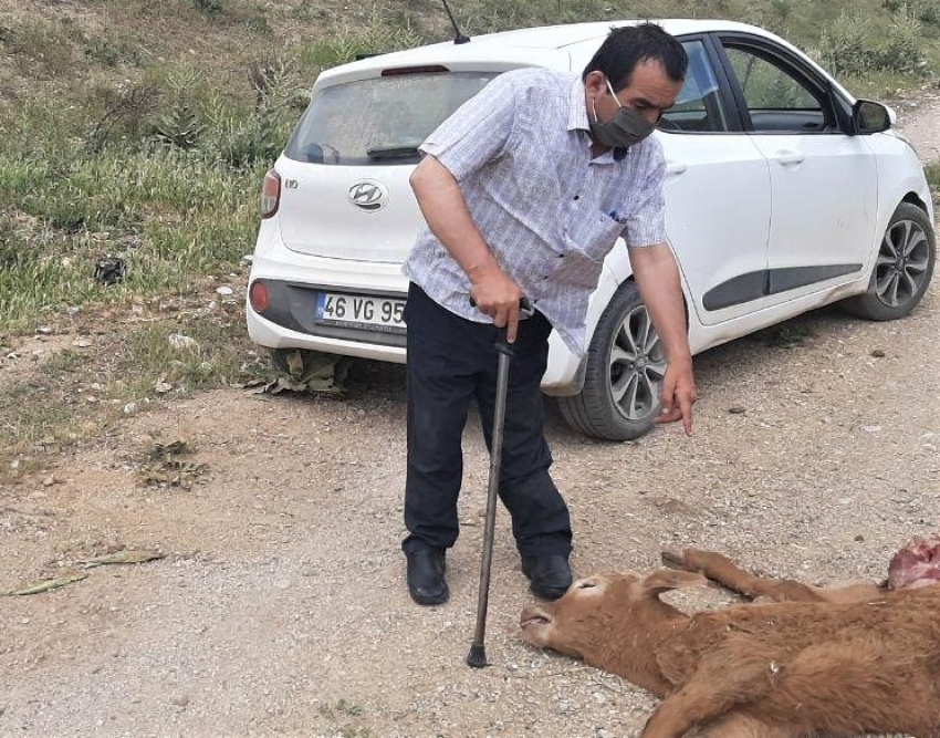 Engerek yılanının soktuğu buzağı telef oldu