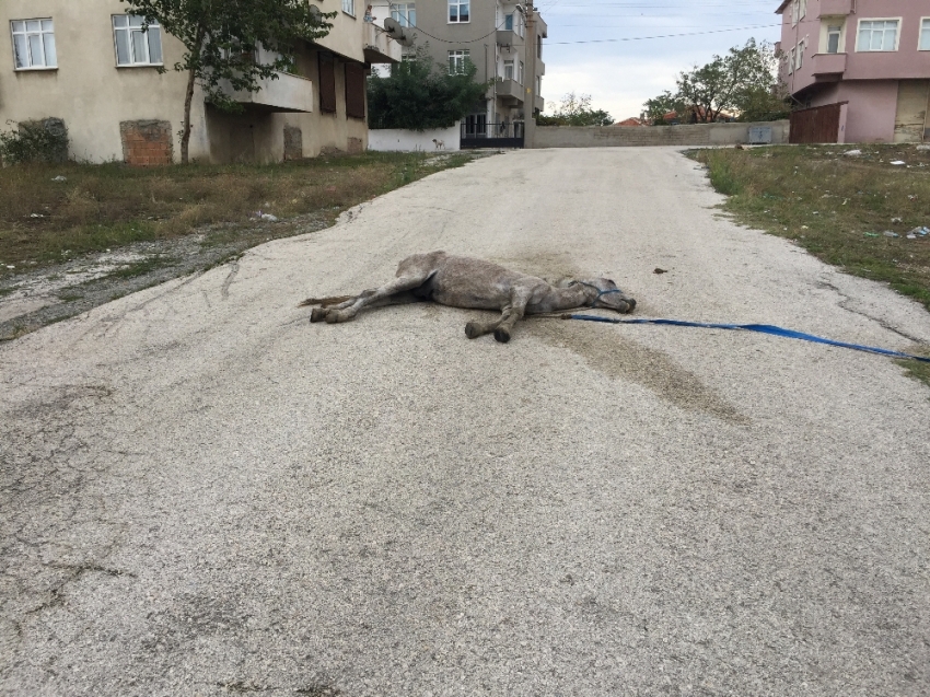 Ölen at yol ortasında sahipsiz kaldı