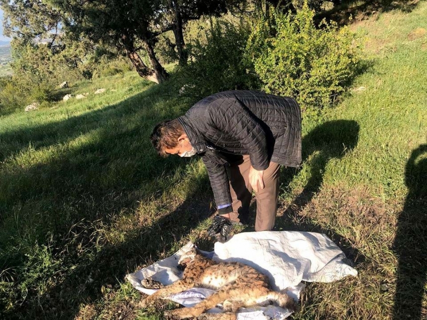 Nesli tükenme tehlikesinde olan vaşak ölü bulundu