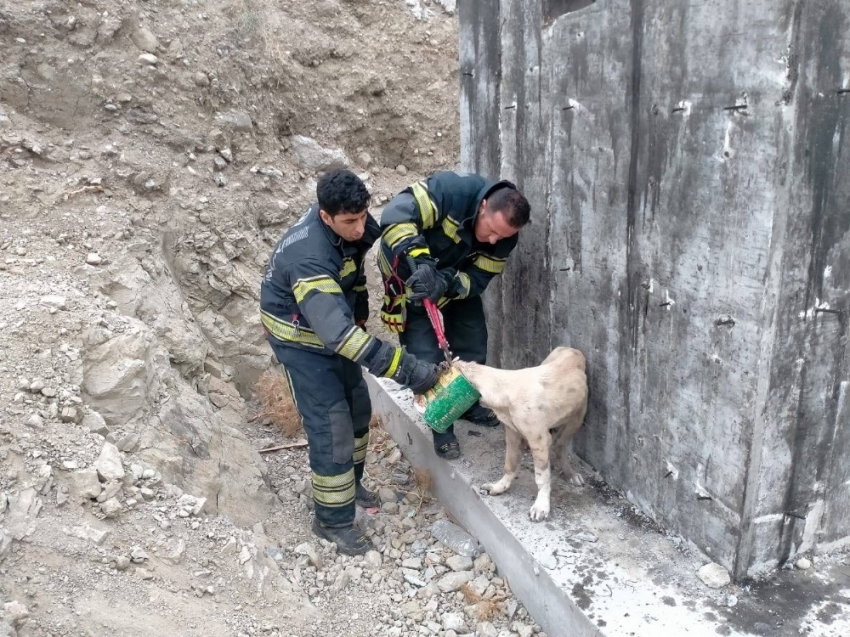 Konserve kutusuna kafası sıkışan köpek kurtarıldı