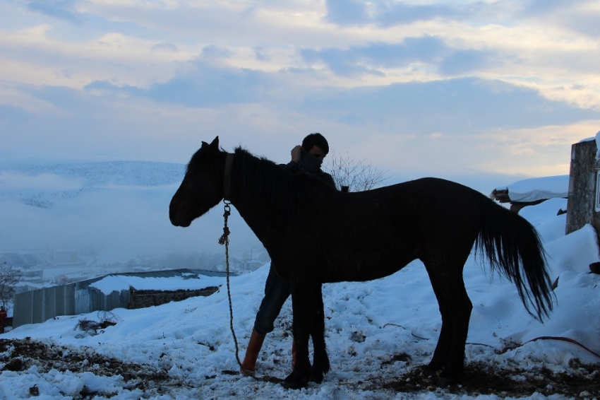 Terk edilen at ve eşekler koruma altına alındı