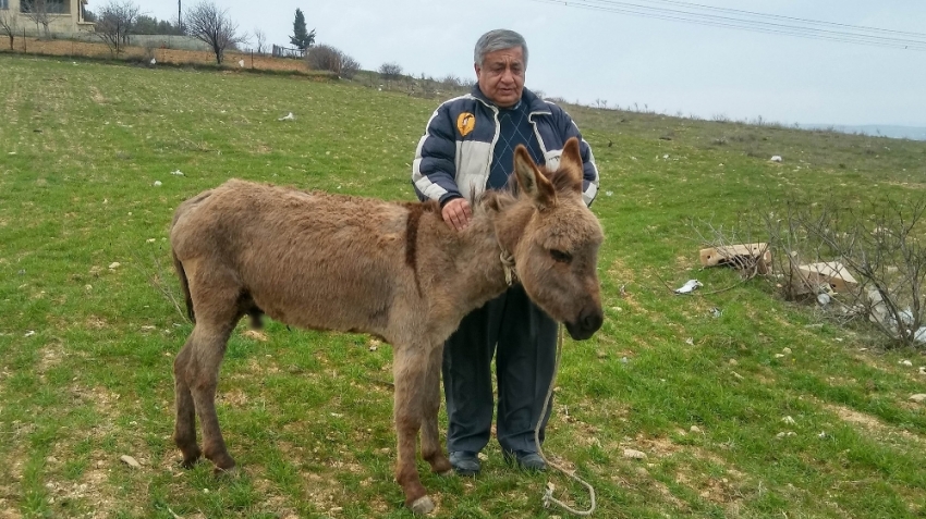 Gaziantep’te sıpaya akıl almaz işkence