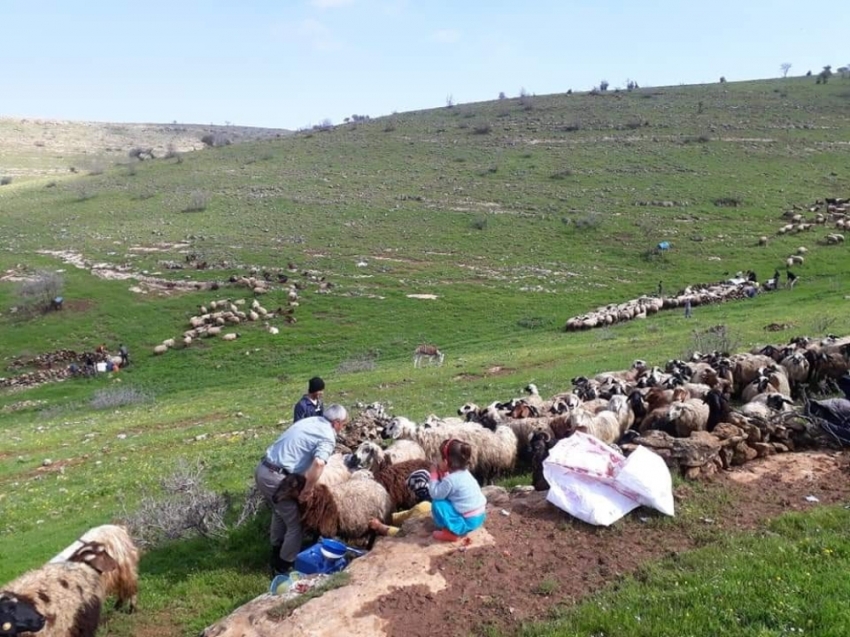 Koyun kuduz çıktı, hayvanların köye giriş çıkışları yasaklandı