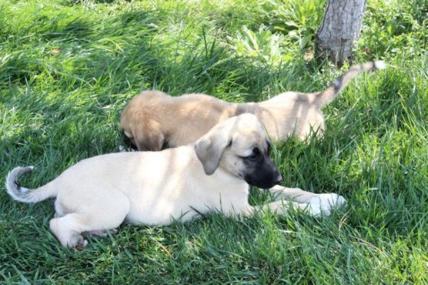 Yavru köpeklere korkunç işkence