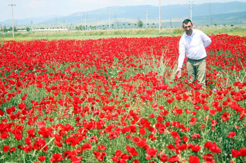 Her derde deva gelincikler Bursa'da açtı