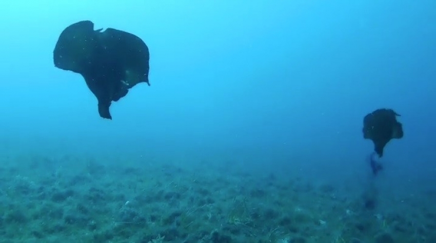 Çanakkale’de deniz tavşanı görüntülendi